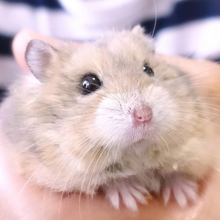 ミー太ちゃん