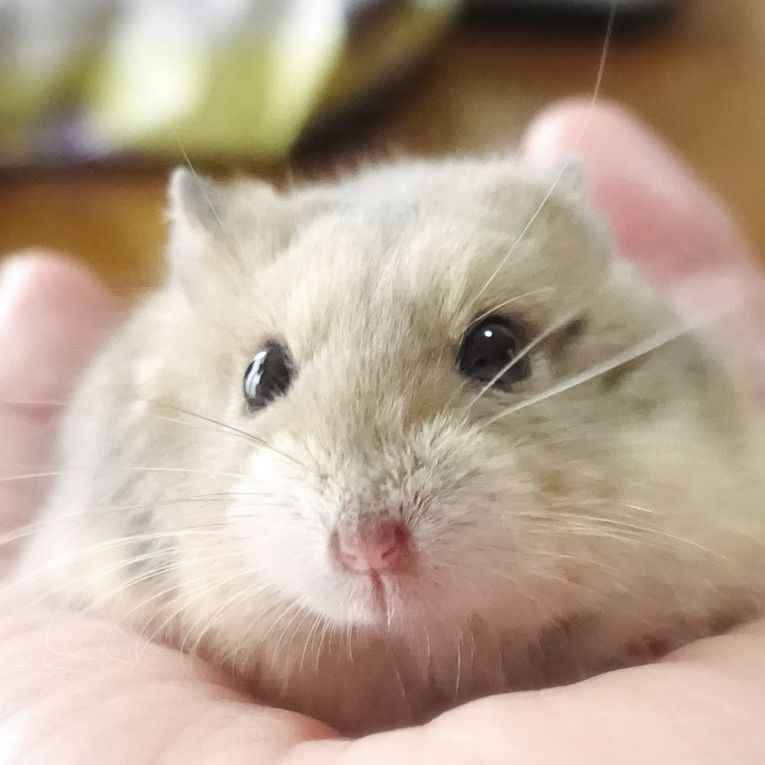 ミー太ちゃん