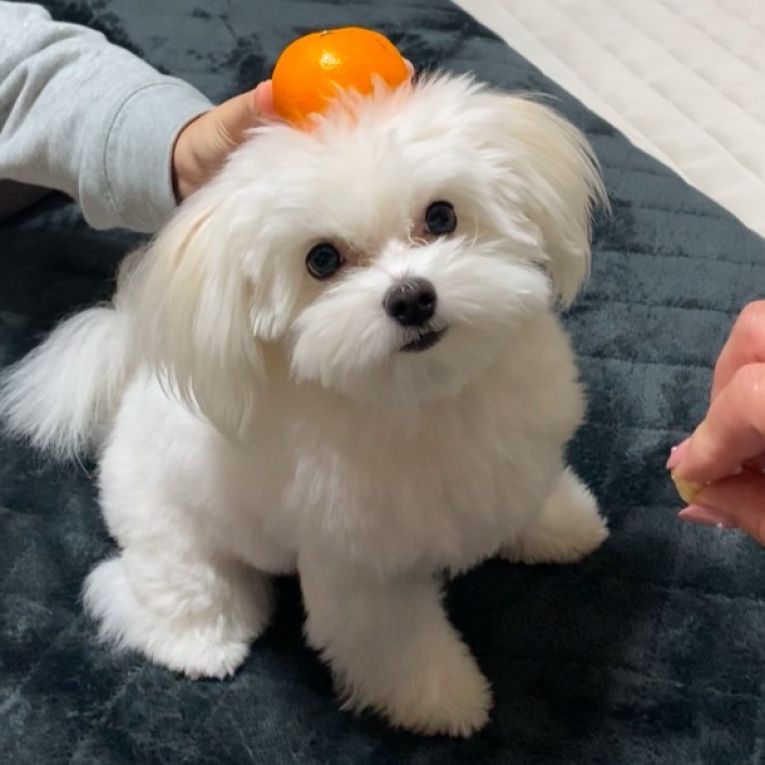 おもちちゃん