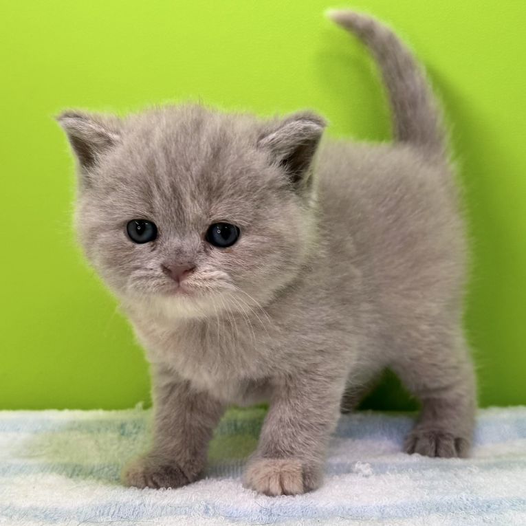 モフちゃまちゃん