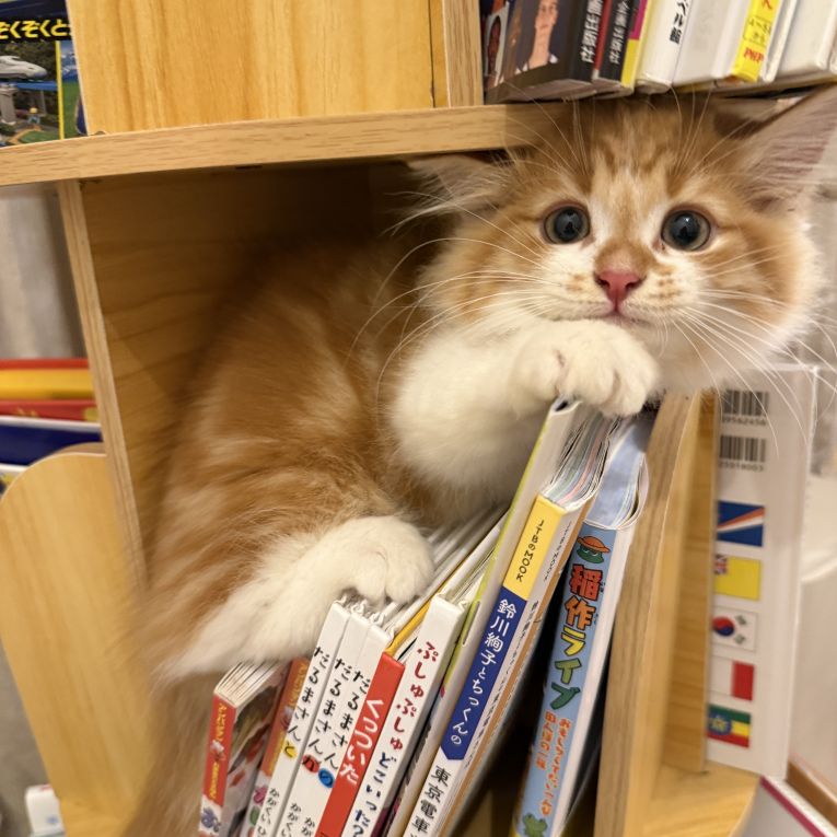 むぎちゃん