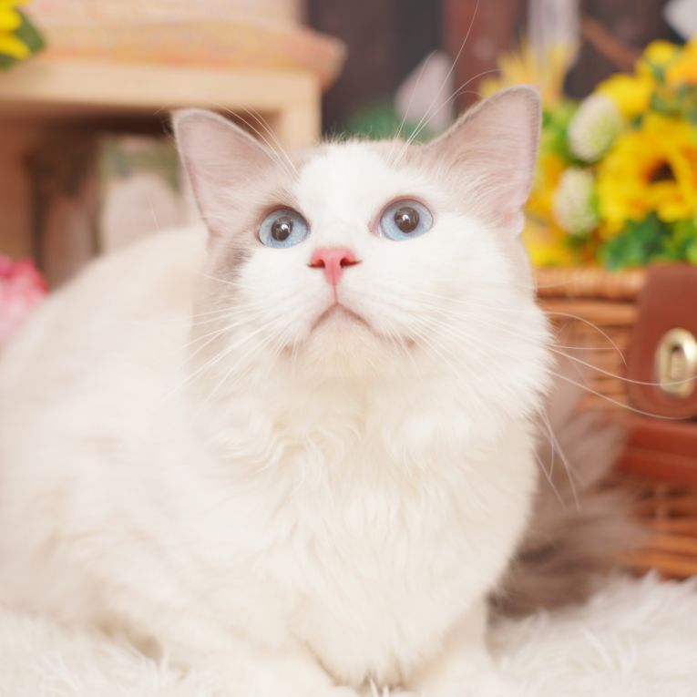 あおちゃん