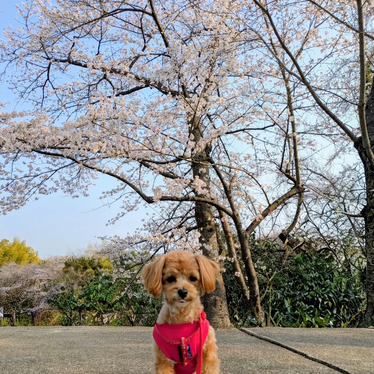 モカちゃん