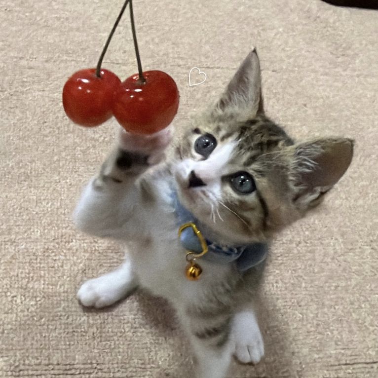ぺるちゃん