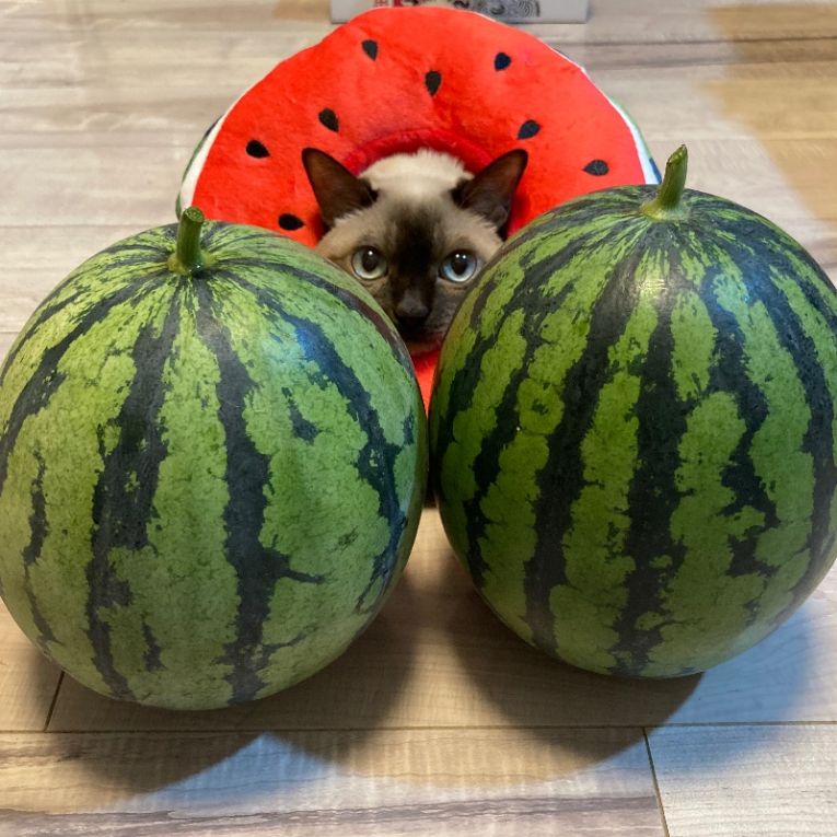 もずくちゃん