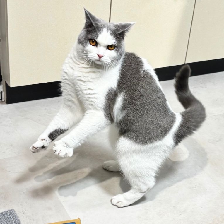 ききちゃん