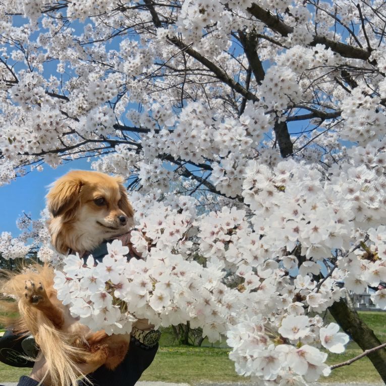 チッチちゃん