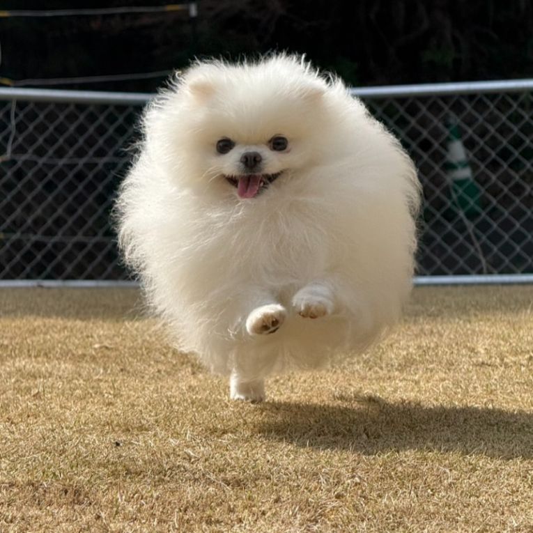 ラテちゃん