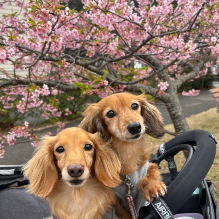 こむぎ&ナノちゃん
