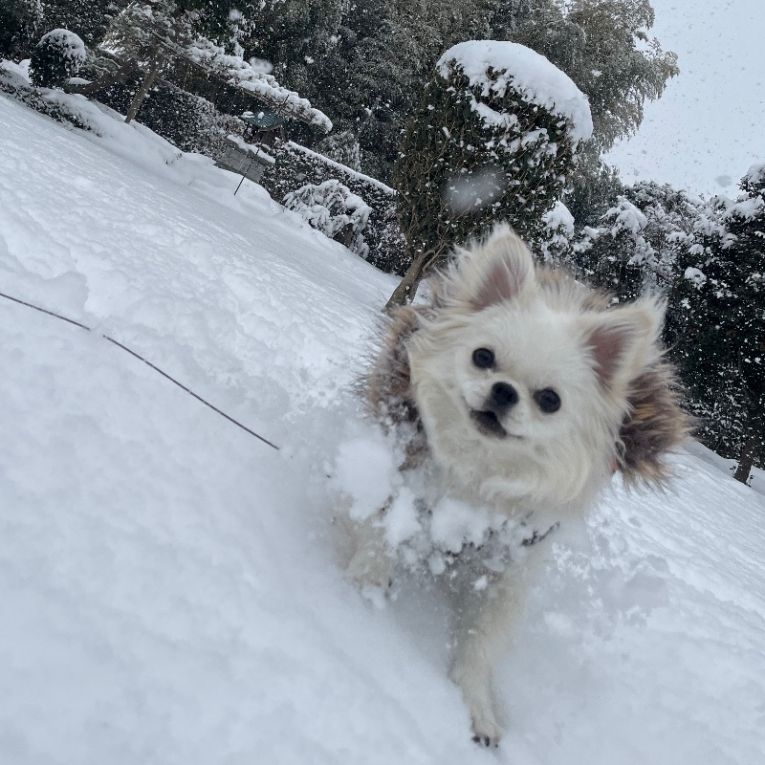 桃千代ちゃん