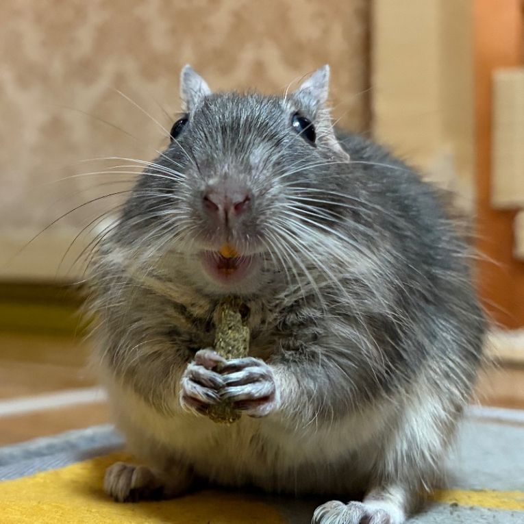 ゆうたちゃん