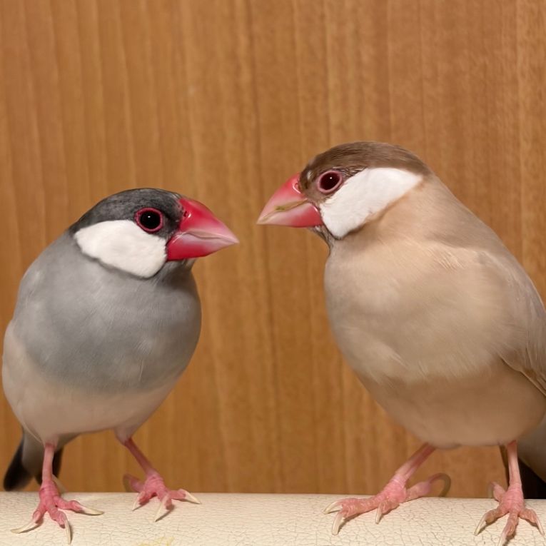 すずちゃん