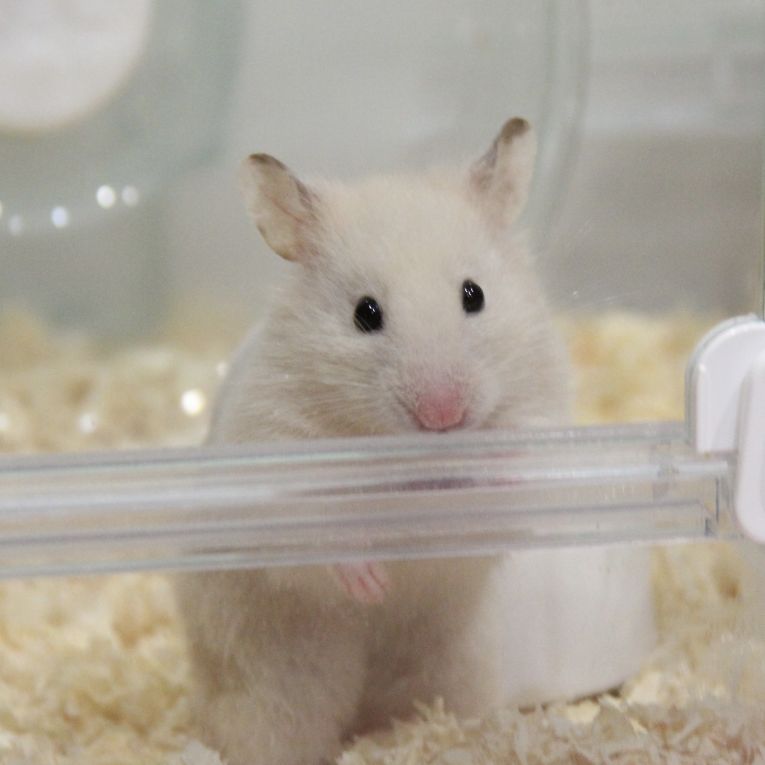 ワクちゃん