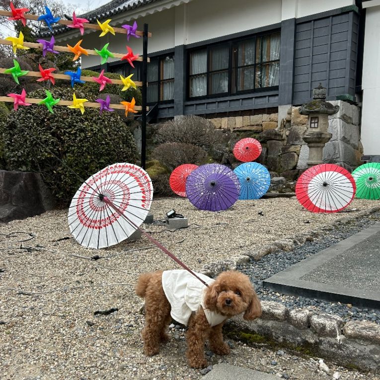 すずちゃん