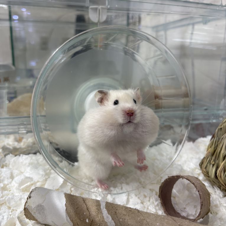 おもちちゃん