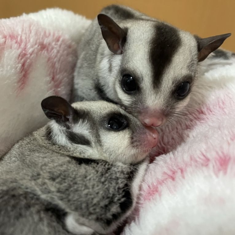 チョコ&ミルクちゃん