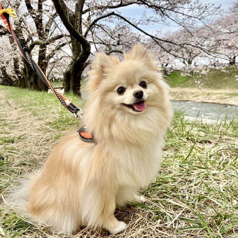 ゴンちゃん