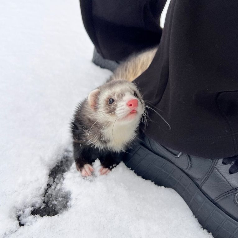ウルちゃん