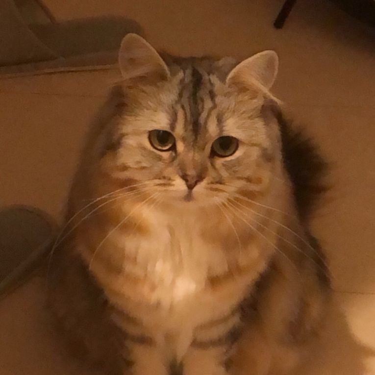 まるちゃんちゃん