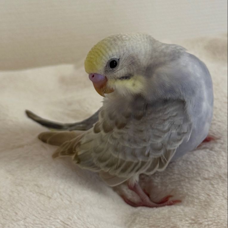 マカロンちゃん