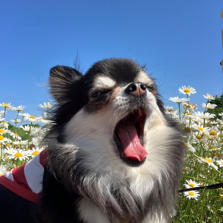 ひめちゃん