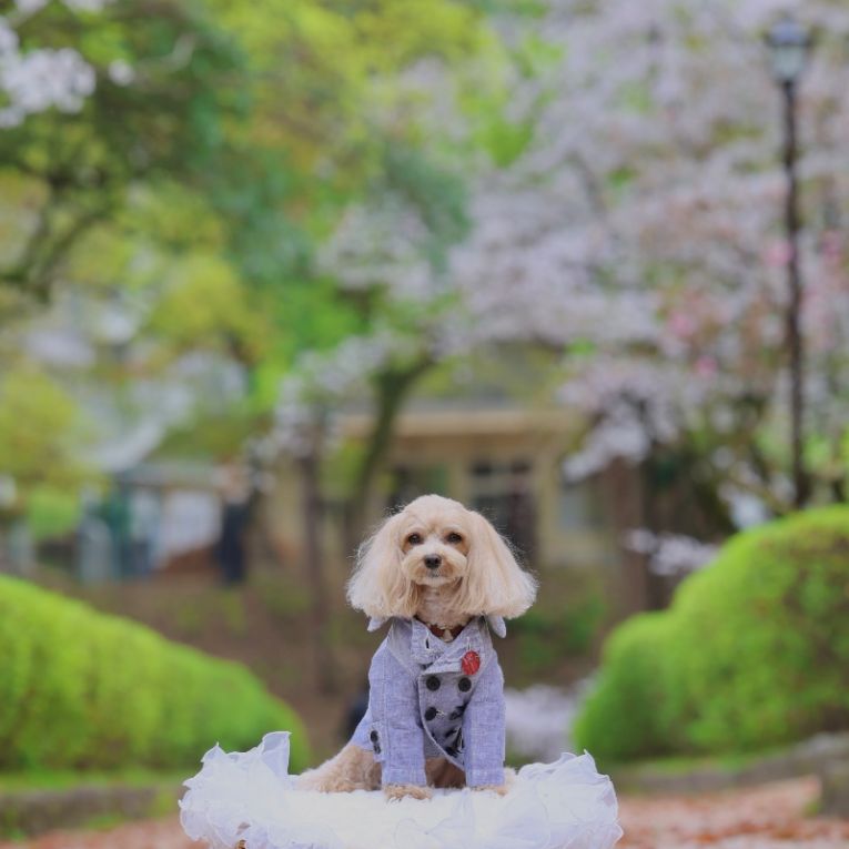 ラテちゃん