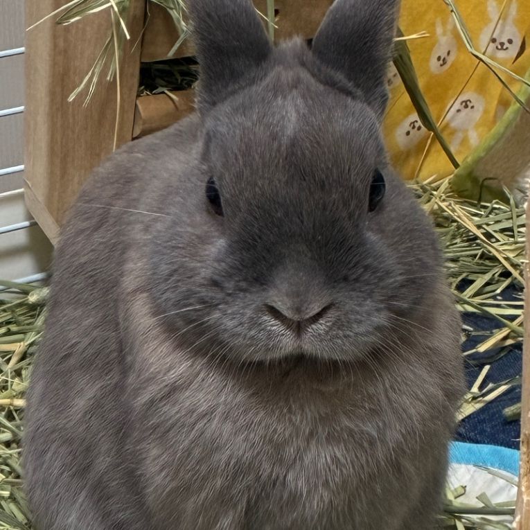 ぽむちゃん