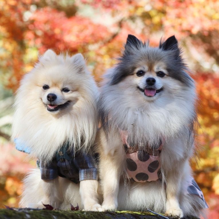 コロン＆シフォンちゃん