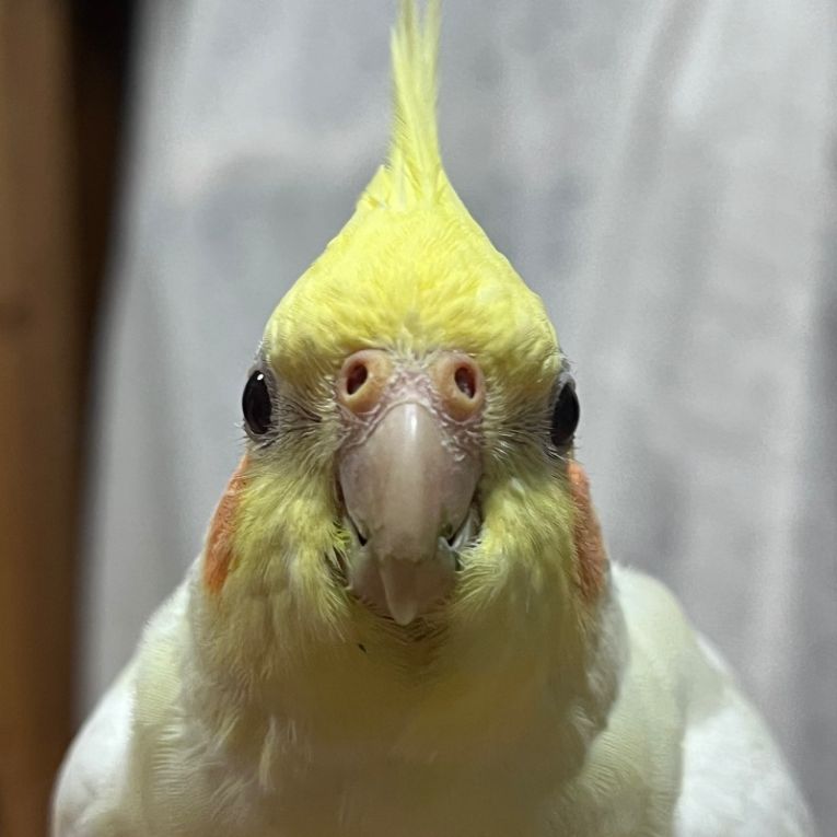 小町ちゃん