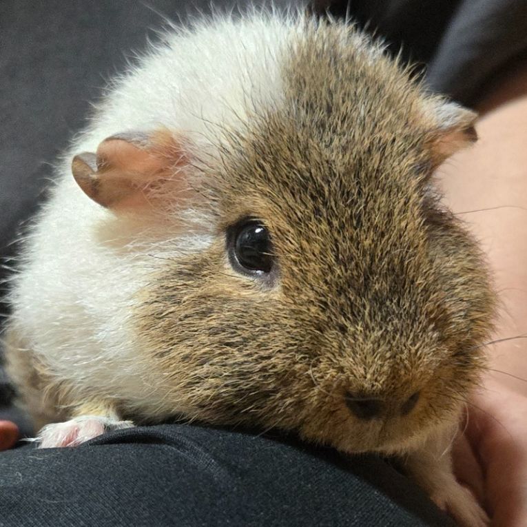 きんちゃん