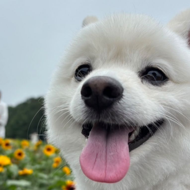 ぽんちゃん