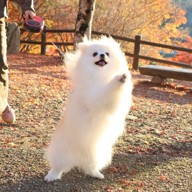 ももちゃん