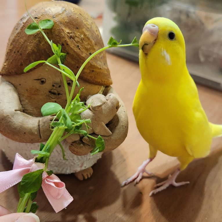 レモンちゃん