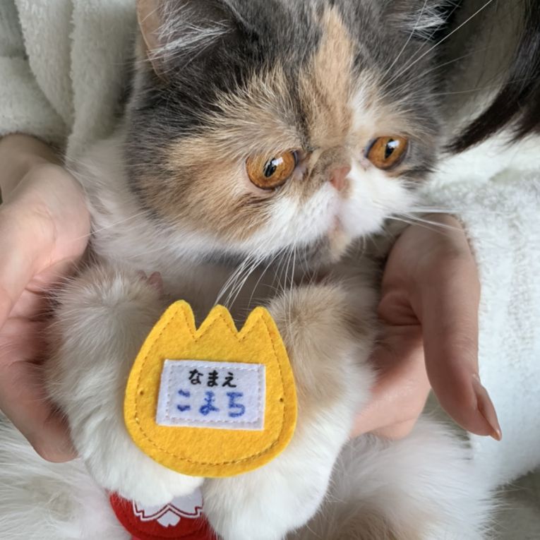 こまちちゃん