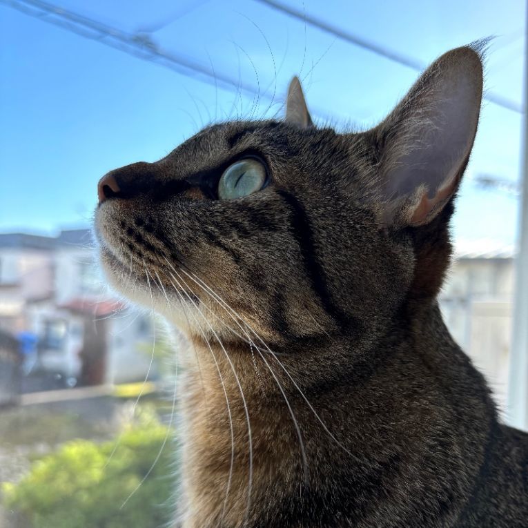 ラピちゃん