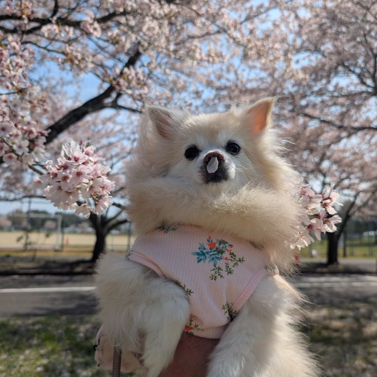 ララちゃん