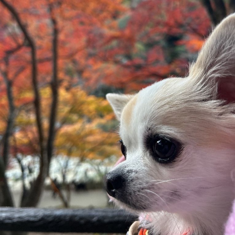 ラテちゃん