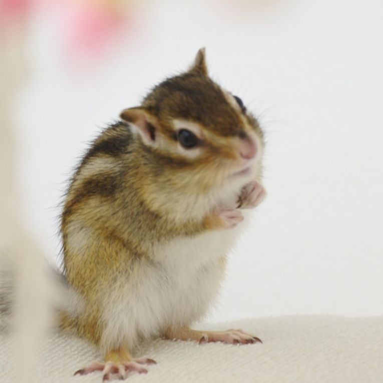 かりんちゃん
