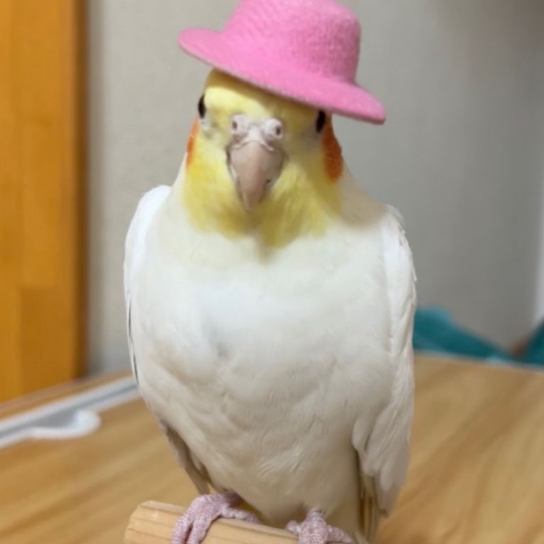 マヨちゃん