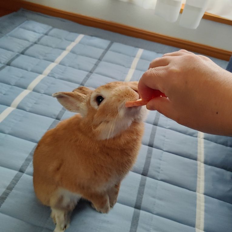 茶々くんちゃん