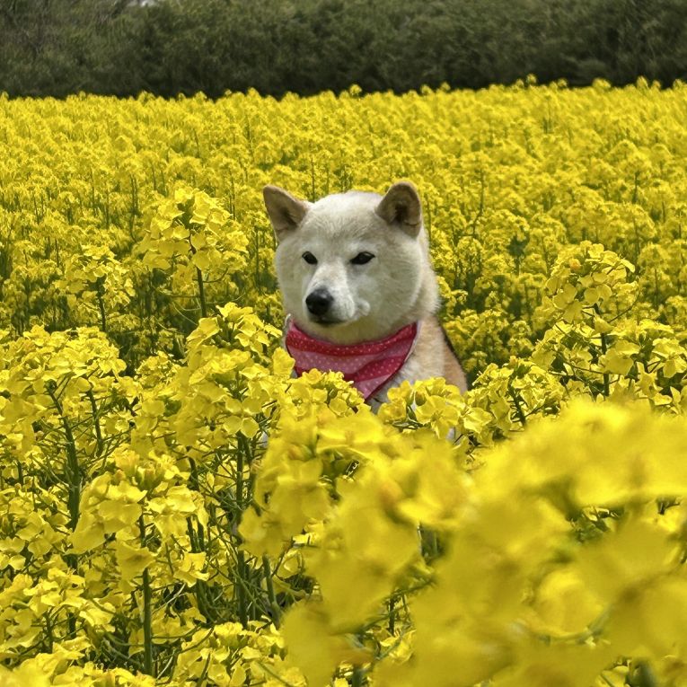 らんちゃん