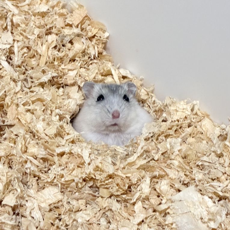 もちこちゃん