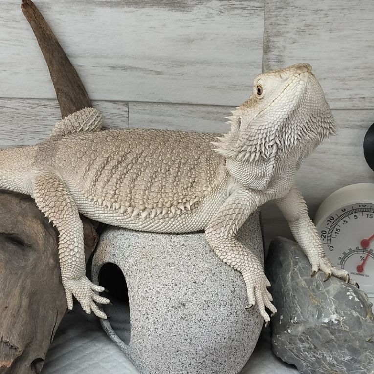 ポヨ之進ちゃん