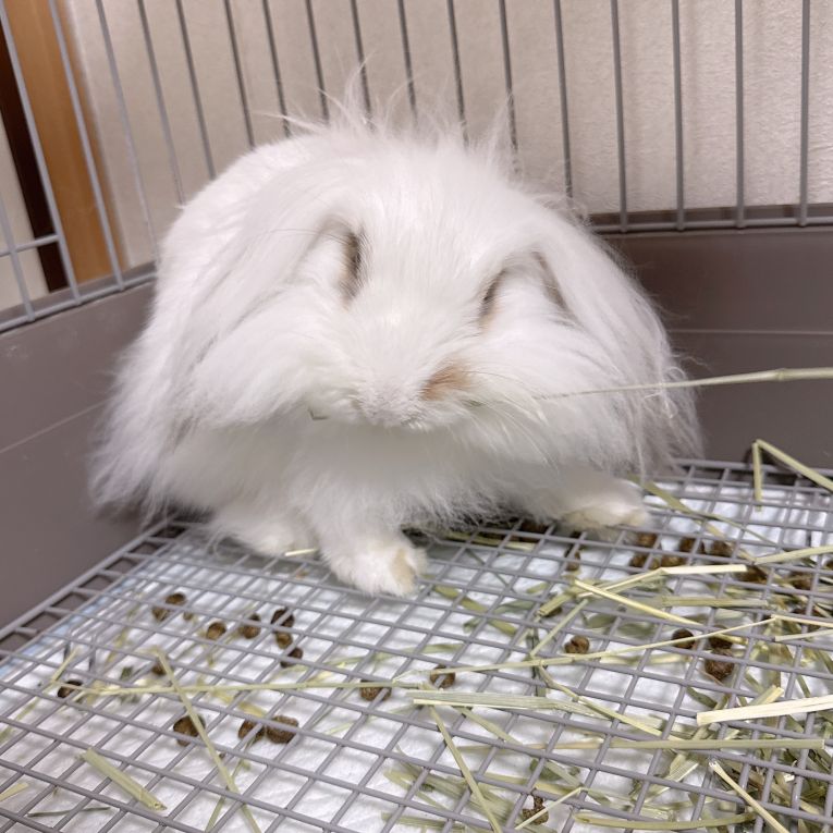 ファジくんちゃん