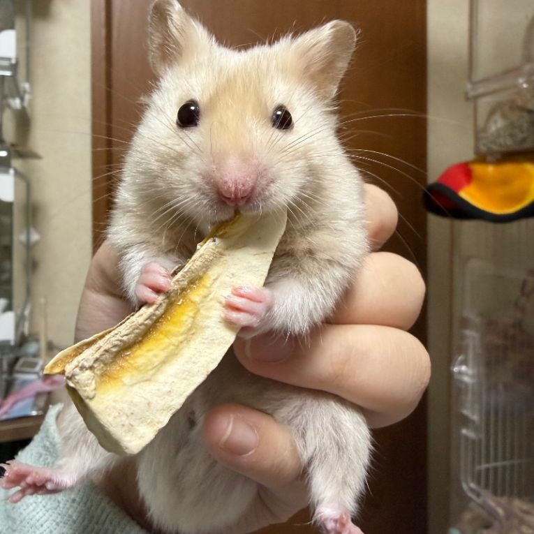 ユラくんちゃん