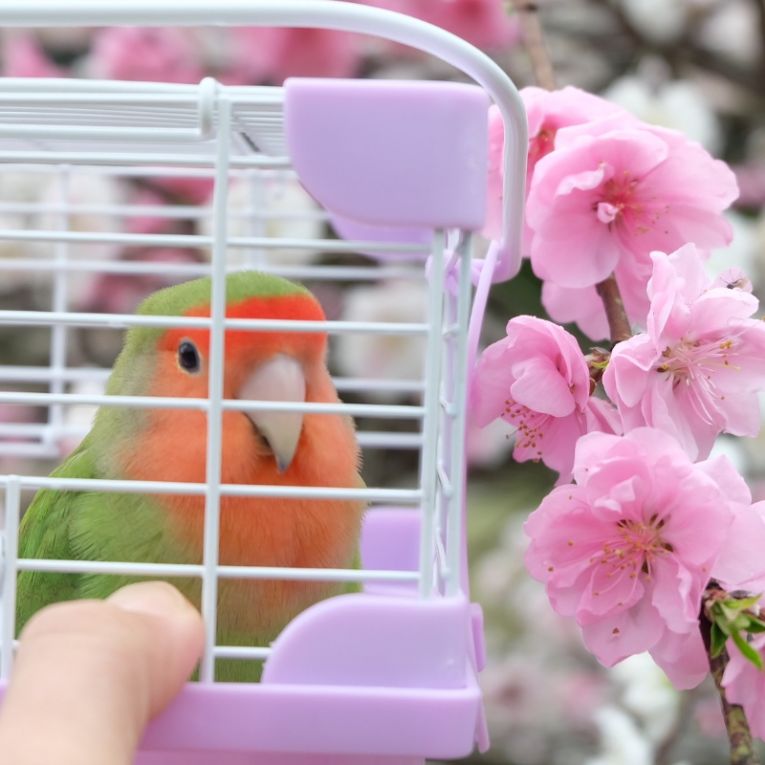 どんちゃん