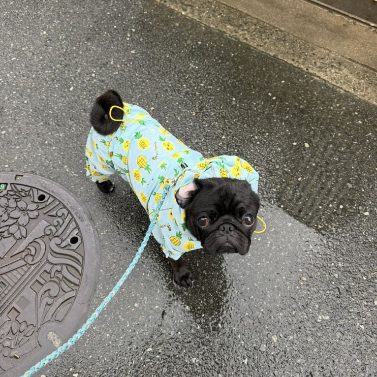 はるちゃん