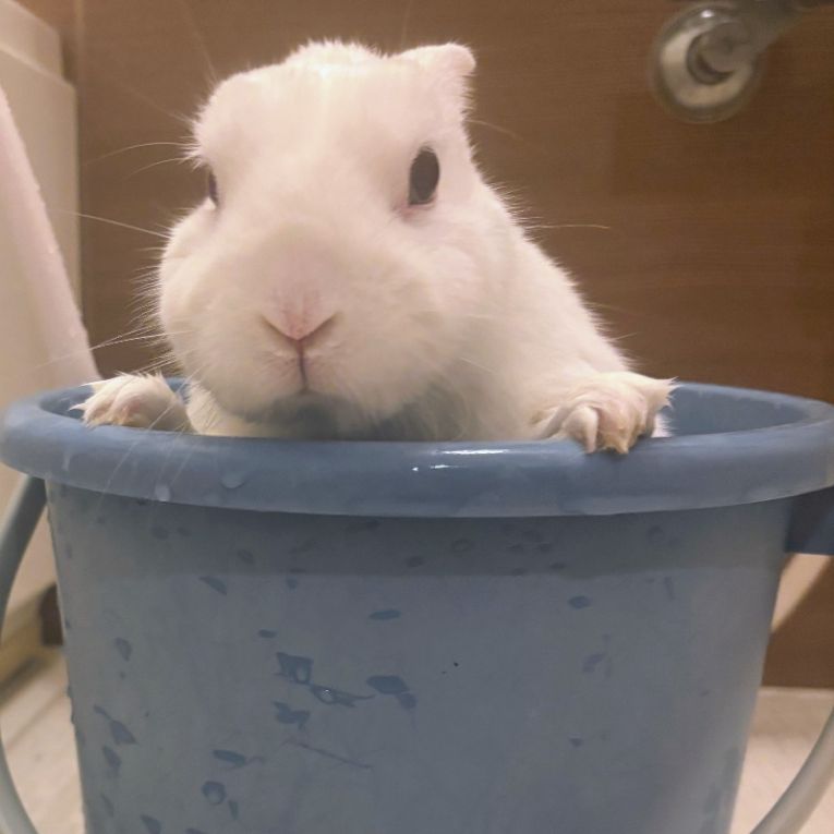 いちごちゃん