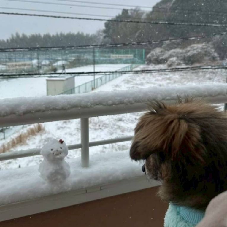 ボンちゃん