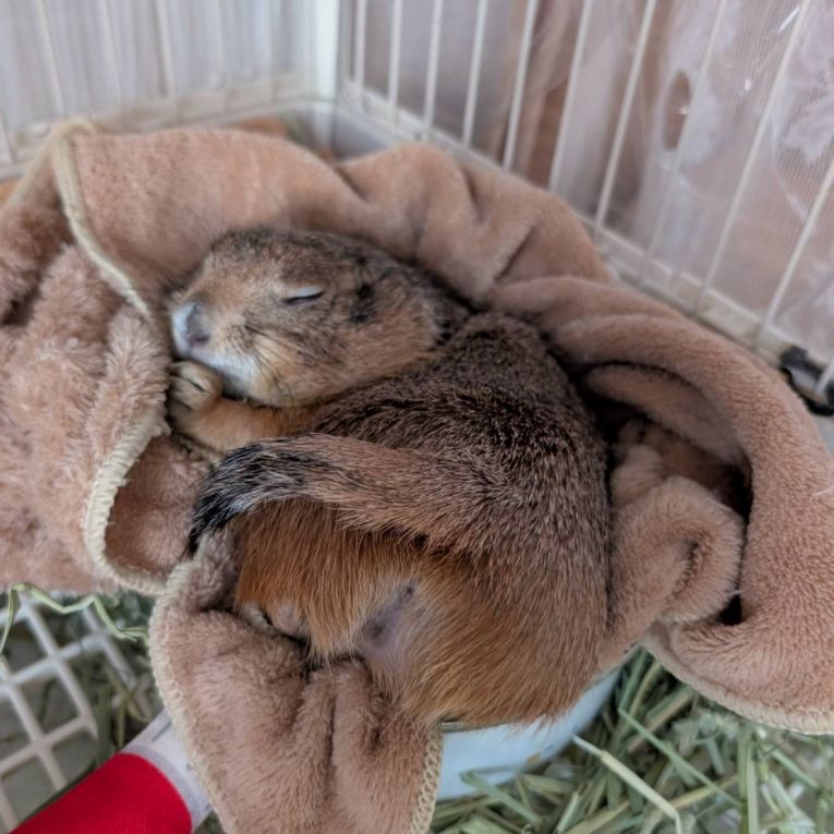 こむぎちゃん